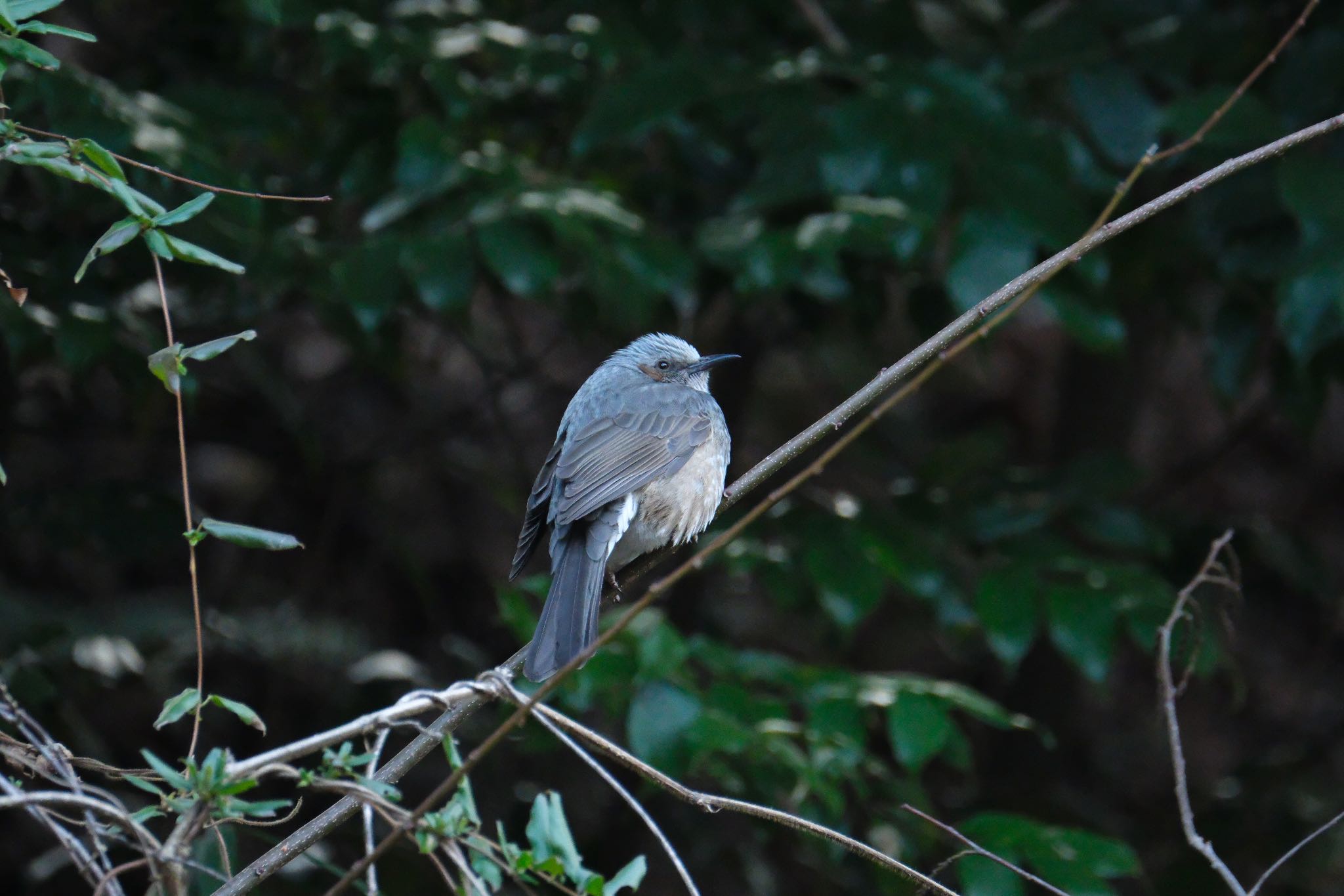 Photo of Brown-eared Bulbul at 愛鷹広域公園 by ポン介