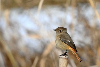 Daurian Redstart 加木屋緑地 Thu, 1/25/2024