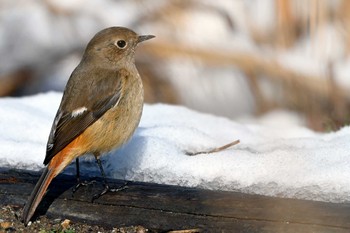 Daurian Redstart 加木屋緑地 Thu, 1/25/2024