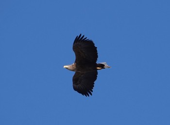 オジロワシ 根室市春国岱原生野鳥公園ネイチャーセンター 2024年1月27日(土)