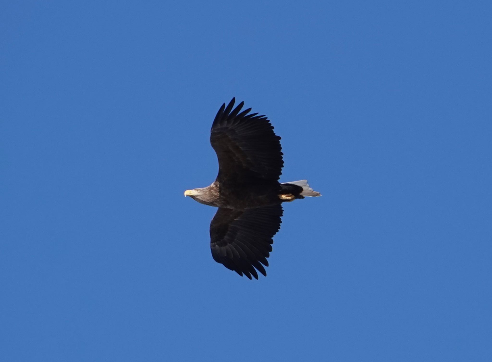 Photo of White-tailed Eagle at 根室市春国岱原生野鳥公園ネイチャーセンター by Yukarich