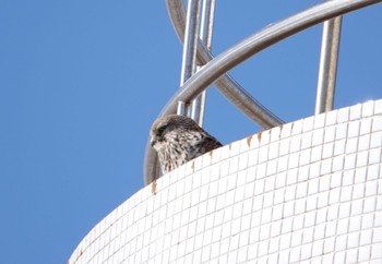 Common Kestrel Notsuke Peninsula Sat, 1/27/2024