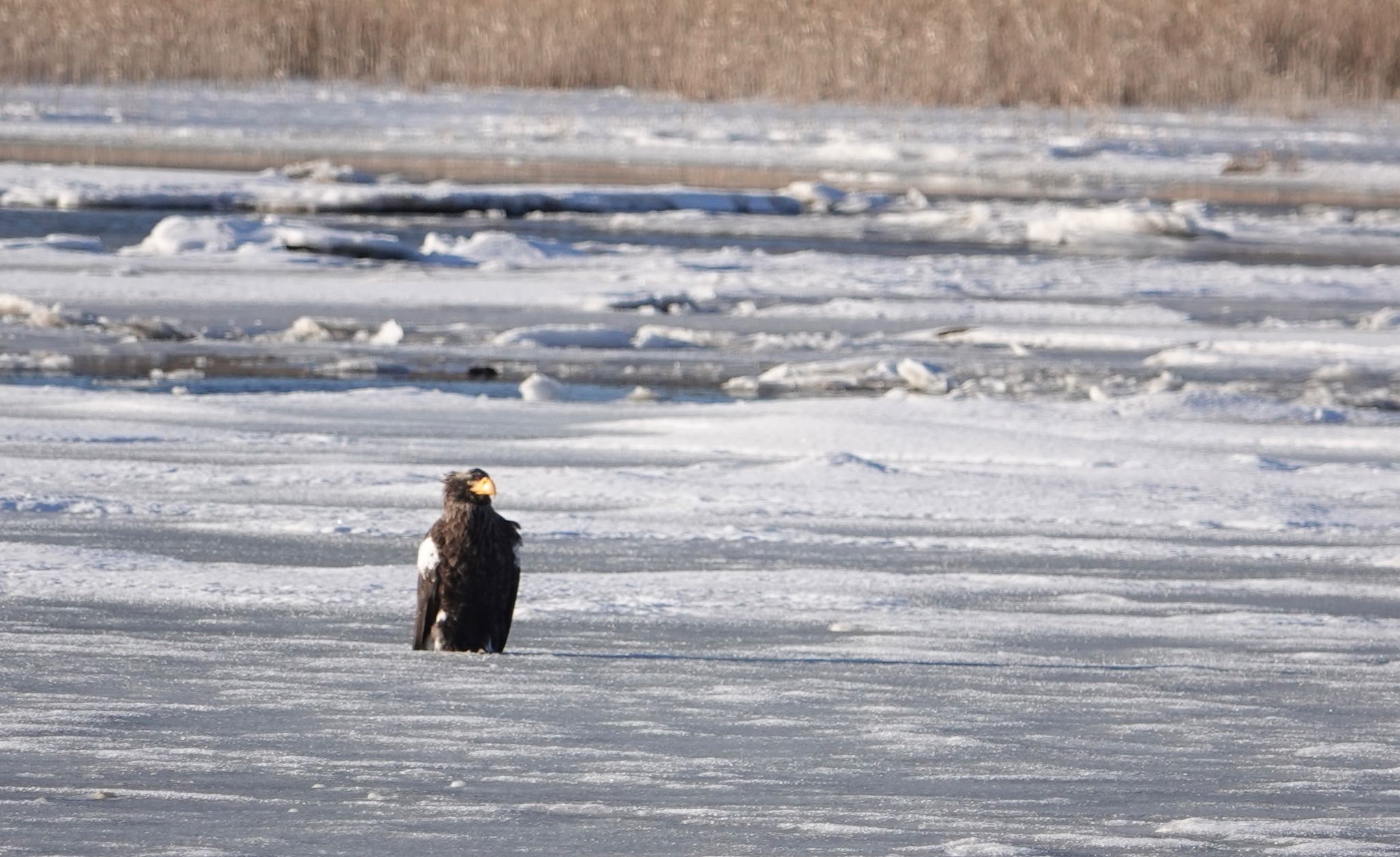 Steller's Sea Eagle