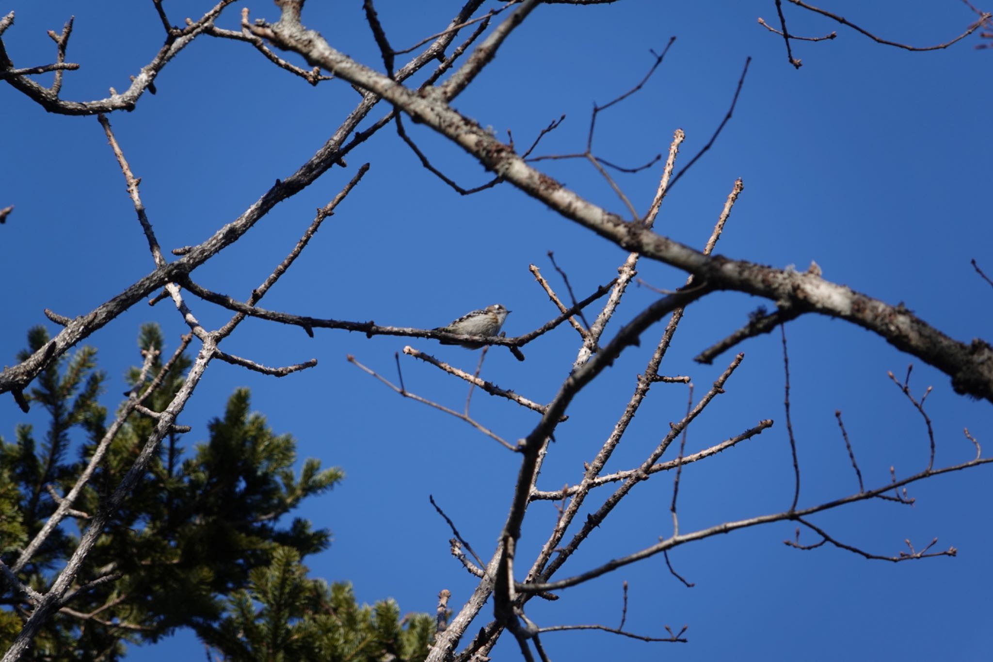 Photo of Japanese Pygmy Woodpecker at 根室市春国岱原生野鳥公園ネイチャーセンター by Yukarich