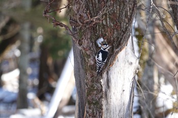 Great Spotted Woodpecker 根室市春国岱原生野鳥公園ネイチャーセンター Sat, 1/27/2024