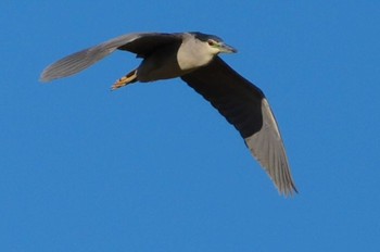 2024年1月27日(土) 多摩川の野鳥観察記録