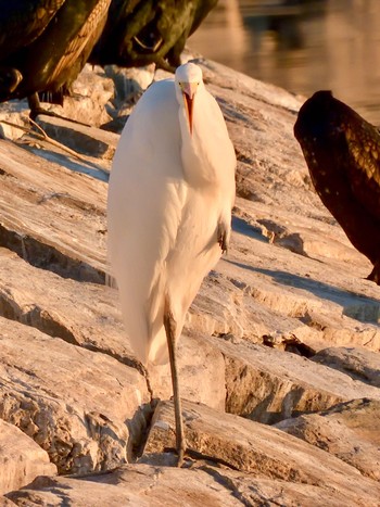 Great Egret 波志江沼環境ふれあい公園 Tue, 1/2/2024