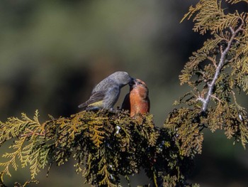 Red Crossbill 岡谷林道 Sat, 1/27/2024