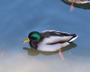 2024年1月27日(土) 花水川の野鳥観察記録