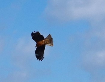 Black Kite 湘南平 Sat, 1/27/2024