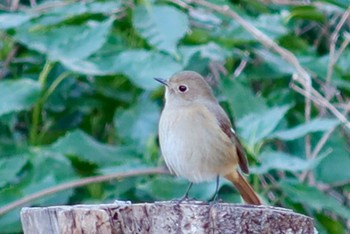 2024年1月27日(土) 湘南平の野鳥観察記録