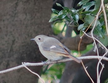 Daurian Redstart 湘南平 Sat, 1/27/2024