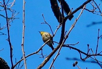 Warbling White-eye 湘南平 Sat, 1/27/2024