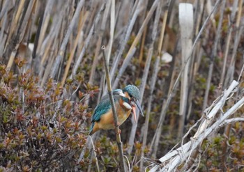 Fri, 1/26/2024 Birding report at 大阪府