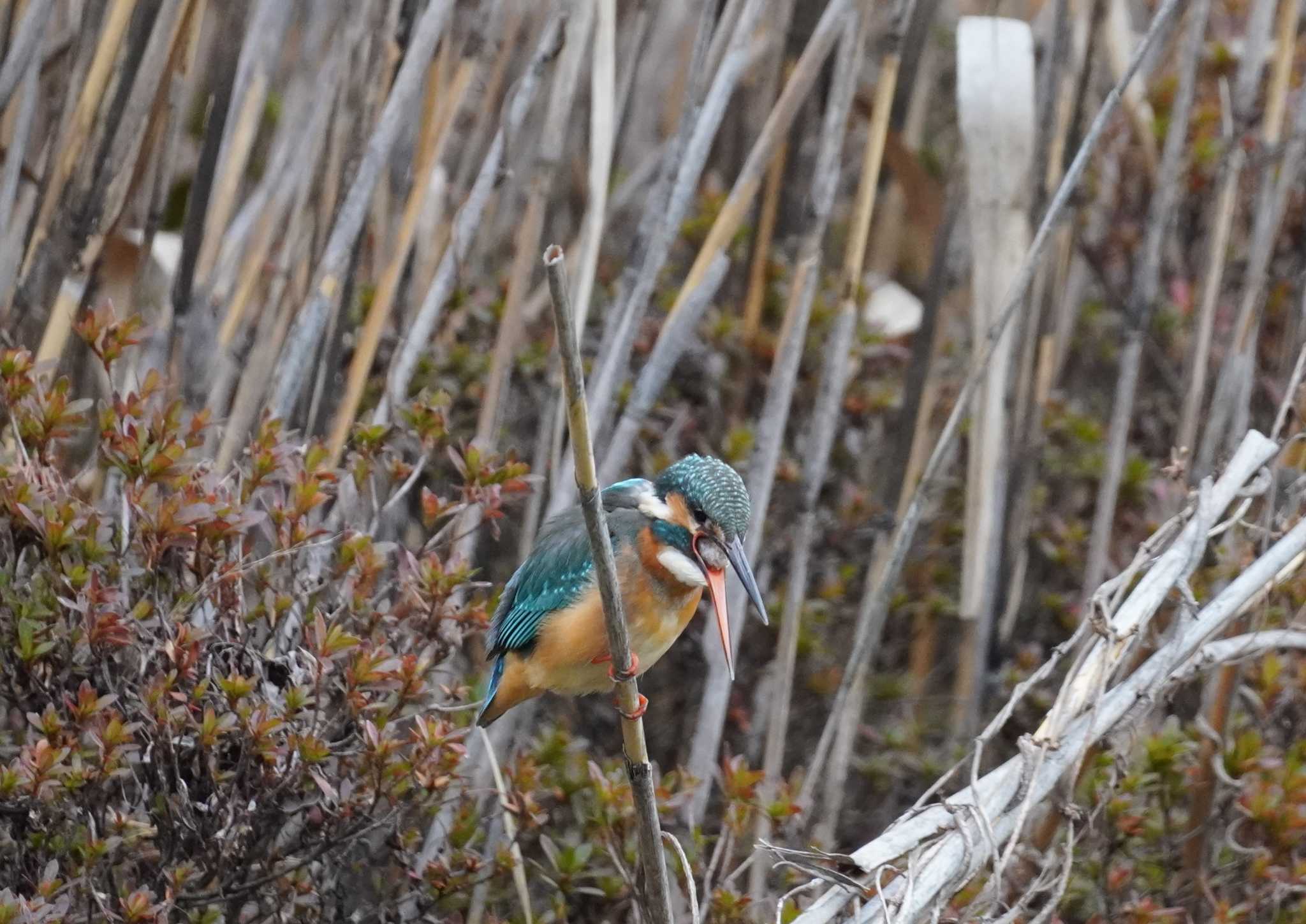 Common Kingfisher