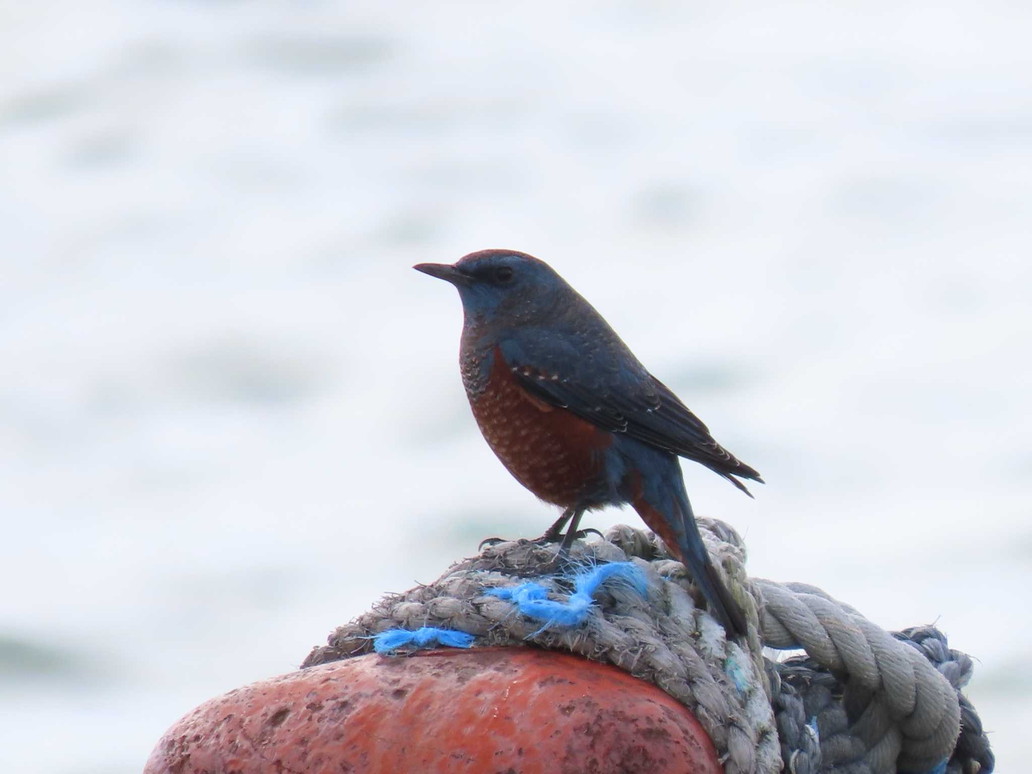 Blue Rock Thrush