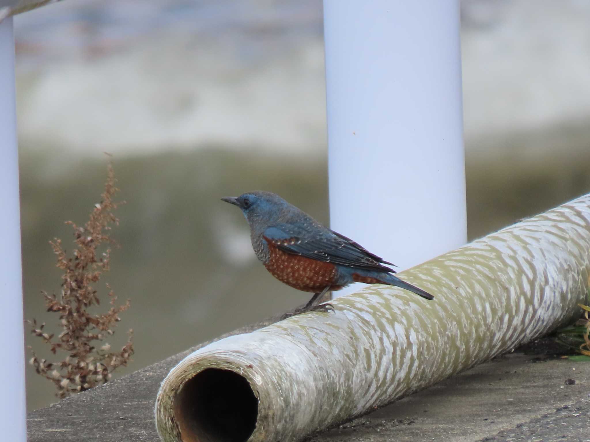 Blue Rock Thrush