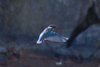 Common Kingfisher ＭＦ Sat, 1/27/2024