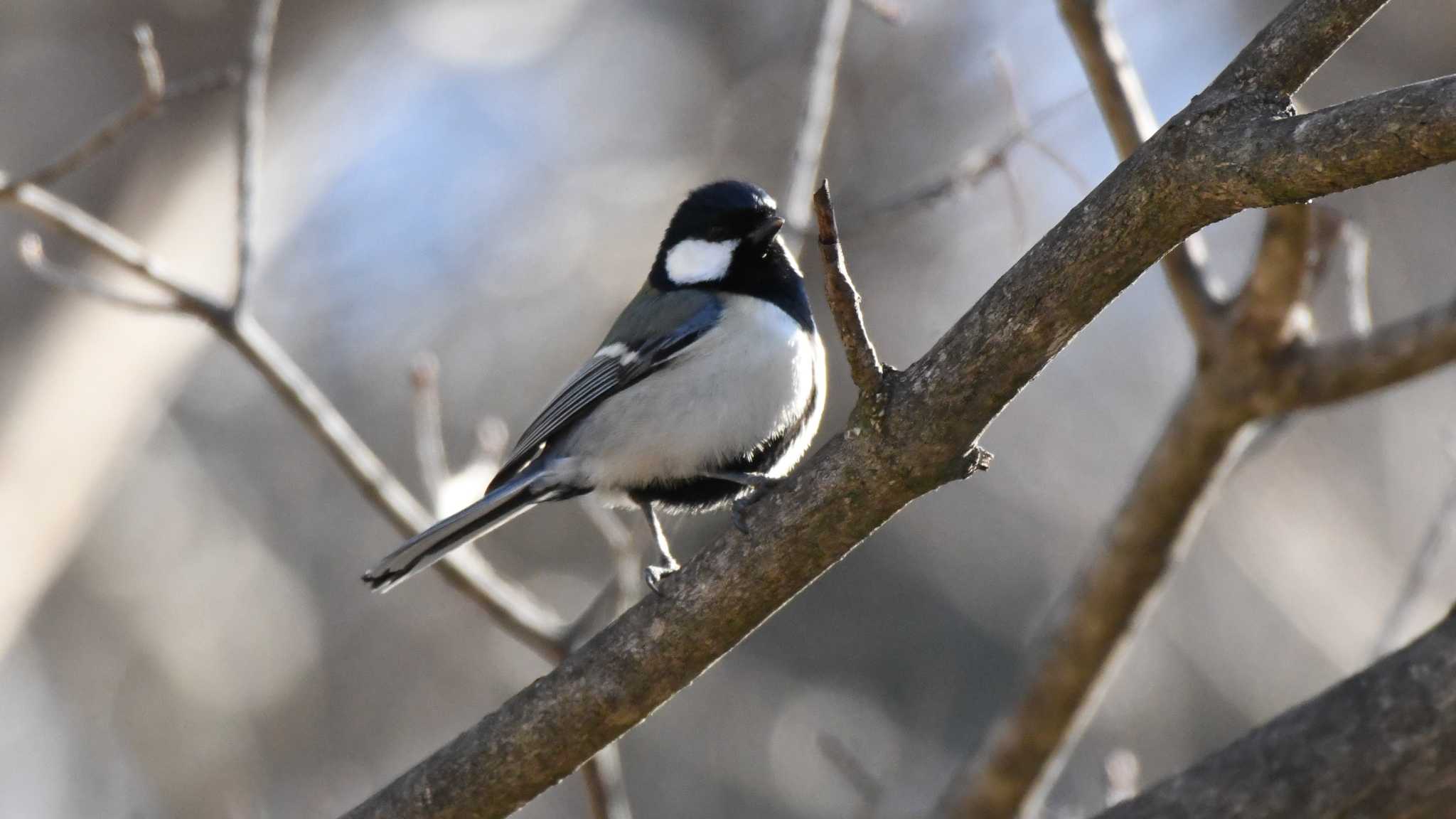 軽井沢野鳥の森 シジュウカラの写真 by ao1000