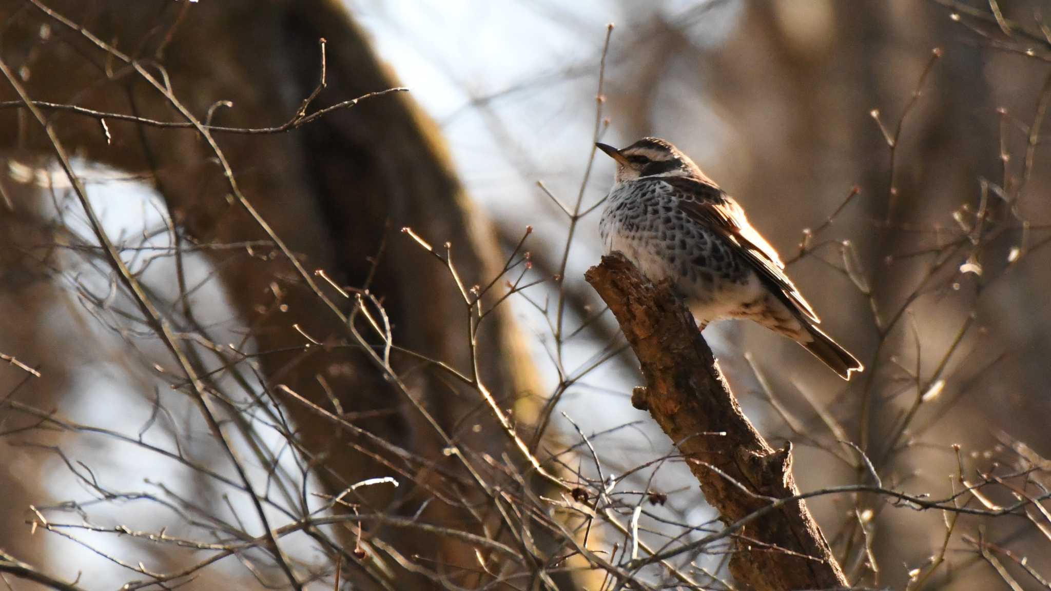 軽井沢野鳥の森 ツグミの写真 by ao1000