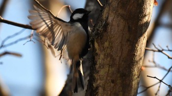 Sat, 1/27/2024 Birding report at Karuizawa wild bird forest