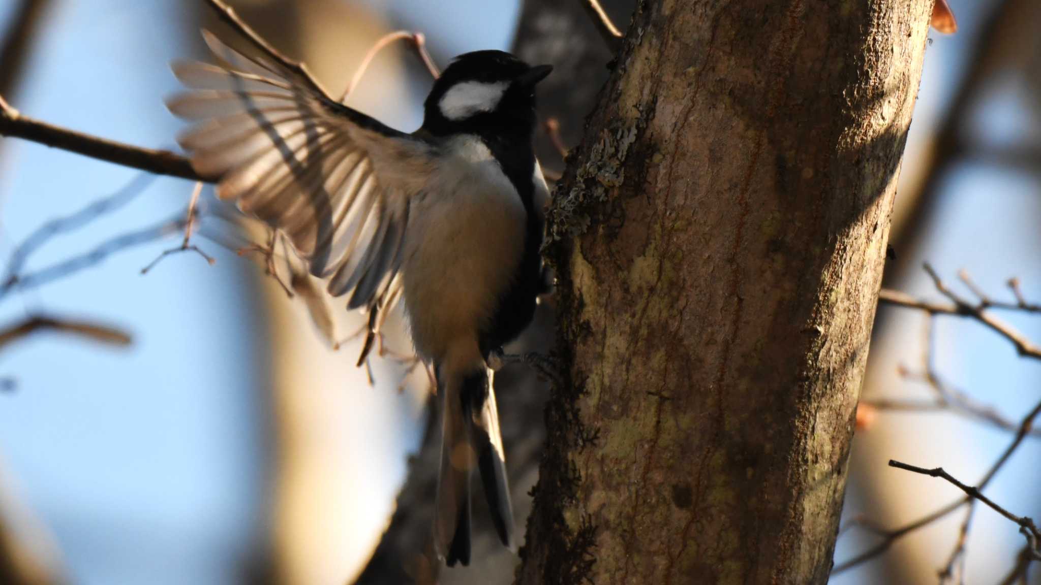 シジュウカラ