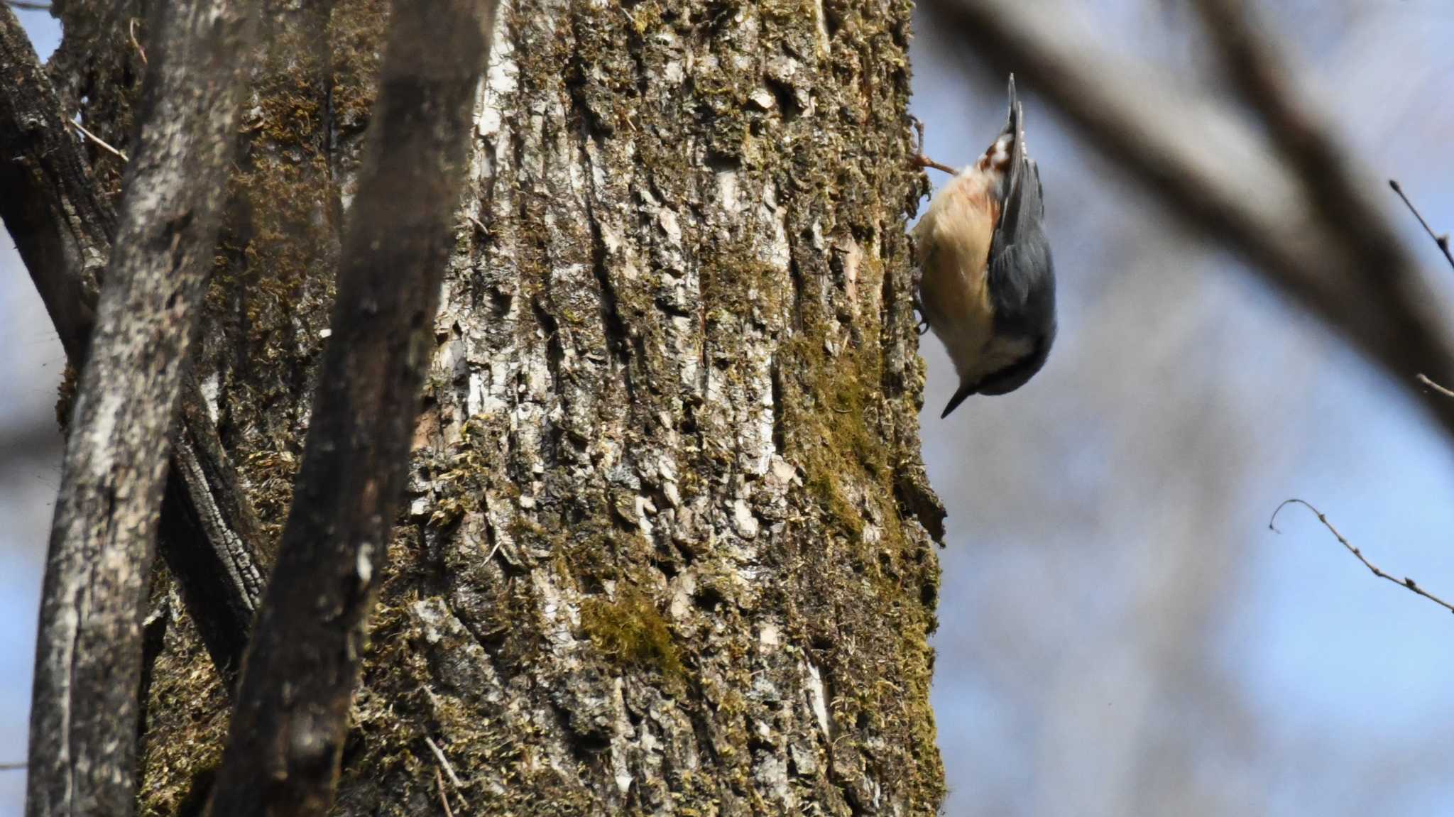 ゴジュウカラ