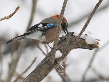 Eurasian Jay(brandtii) 左股川緑地(札幌市西区) Sat, 1/27/2024