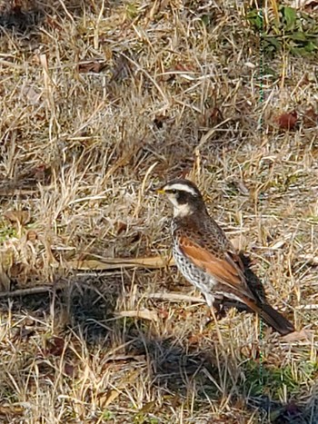 Dusky Thrush Teganuma Sat, 1/27/2024