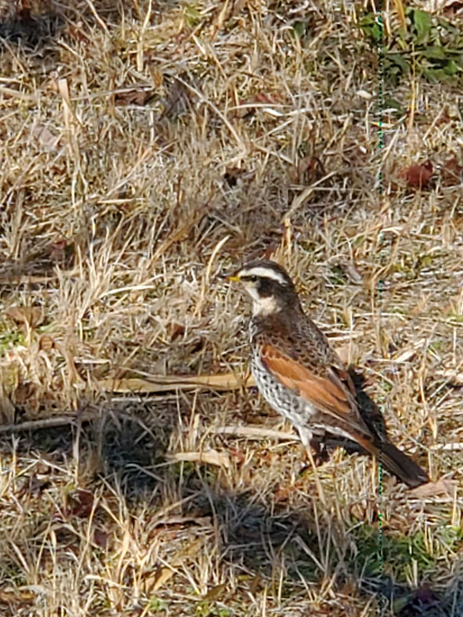 Photo of Dusky Thrush at Teganuma by アカウント13196