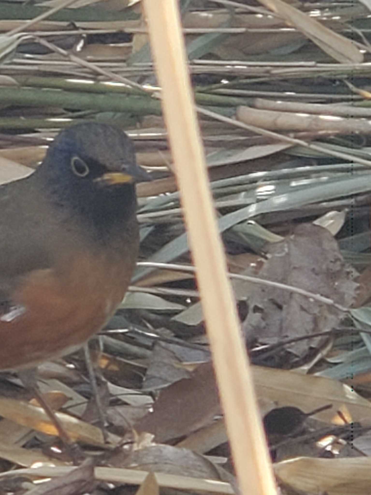 Photo of Brown-headed Thrush(orii) at Teganuma by アカウント13196