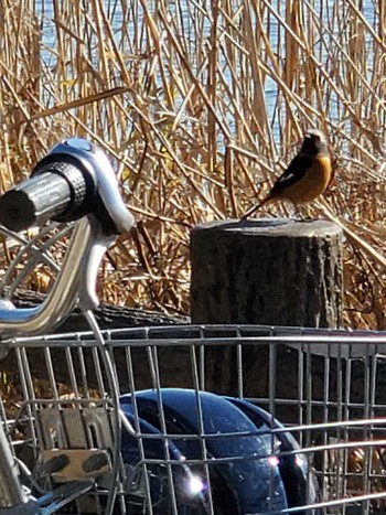 Daurian Redstart Teganuma Sat, 1/27/2024