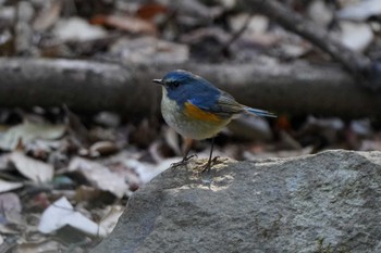 Red-flanked Bluetail Unknown Spots Sat, 1/27/2024