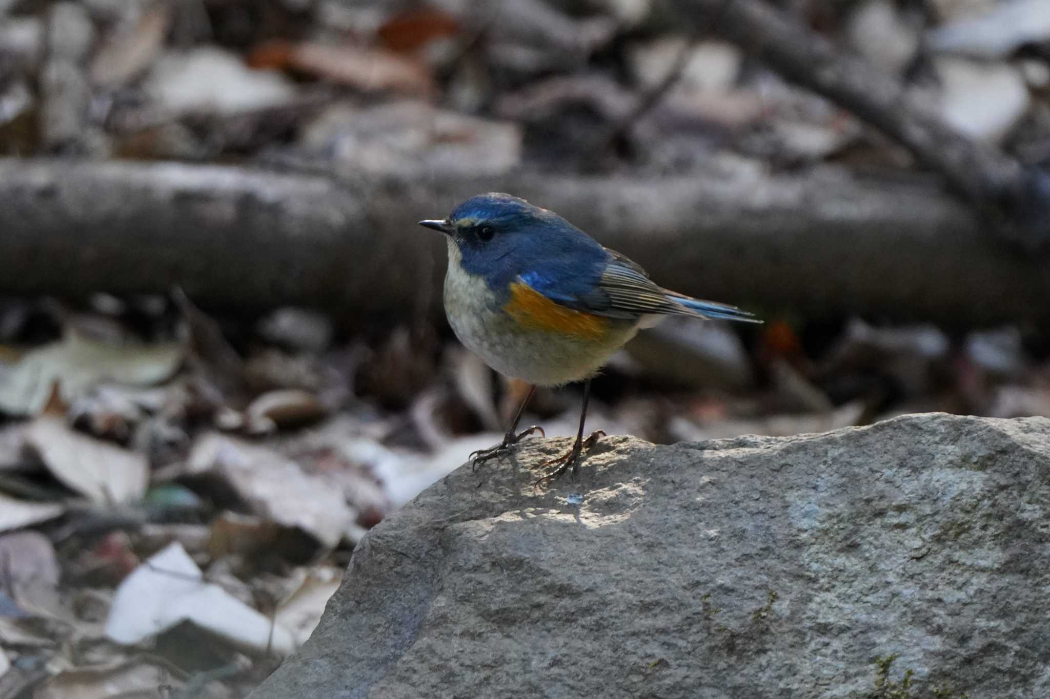 Photo of Red-flanked Bluetail at  by ace