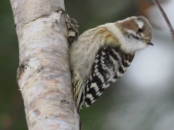 Japanese Pygmy Woodpecker(seebohmi) 福井緑地(札幌市西区) Sat, 1/27/2024