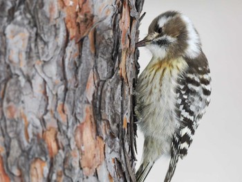 Japanese Pygmy Woodpecker(seebohmi) 福井緑地(札幌市西区) Sat, 1/27/2024