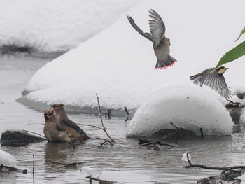 2024年1月27日(土) 左股川緑地(札幌市西区)の野鳥観察記録