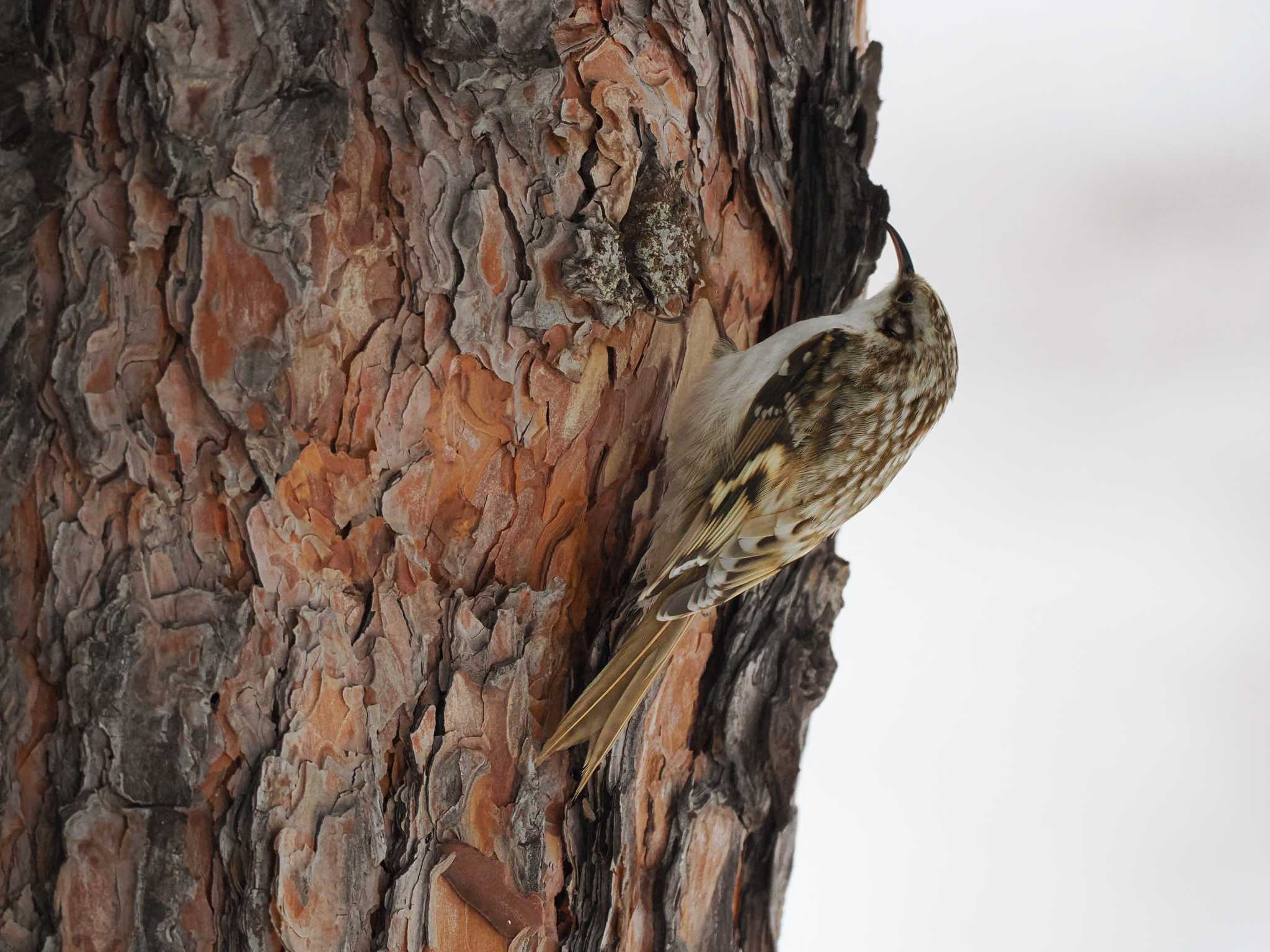 Photo of Eurasian Treecreeper(daurica) at 福井緑地(札幌市西区) by 98_Ark (98ｱｰｸ)