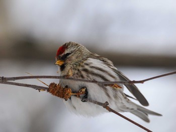 Sat, 1/27/2024 Birding report at 福井緑地(札幌市西区)