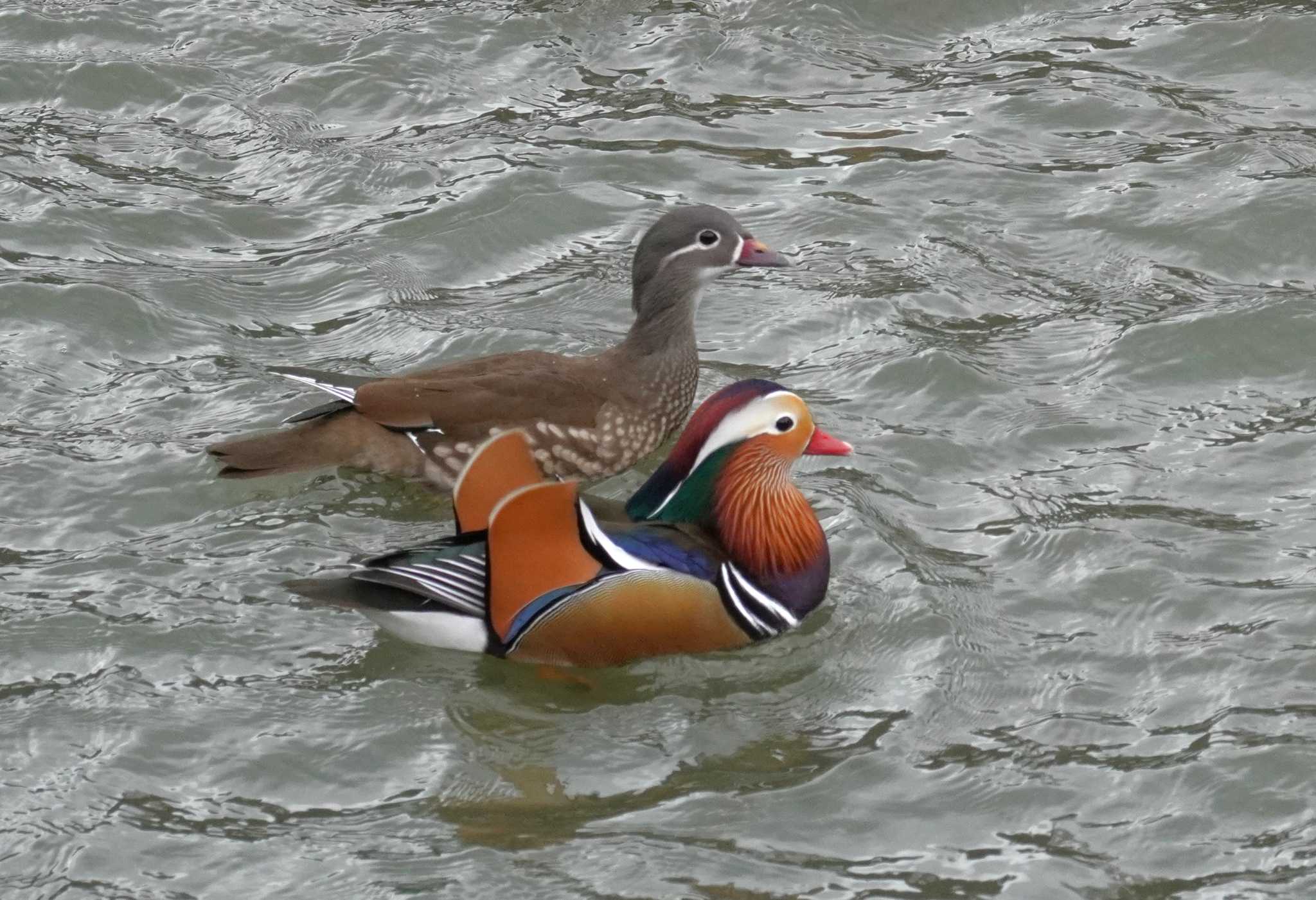 Mandarin Duck