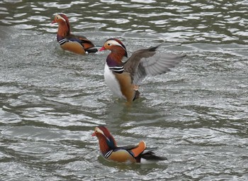 Mandarin Duck 豊中市 Fri, 1/26/2024