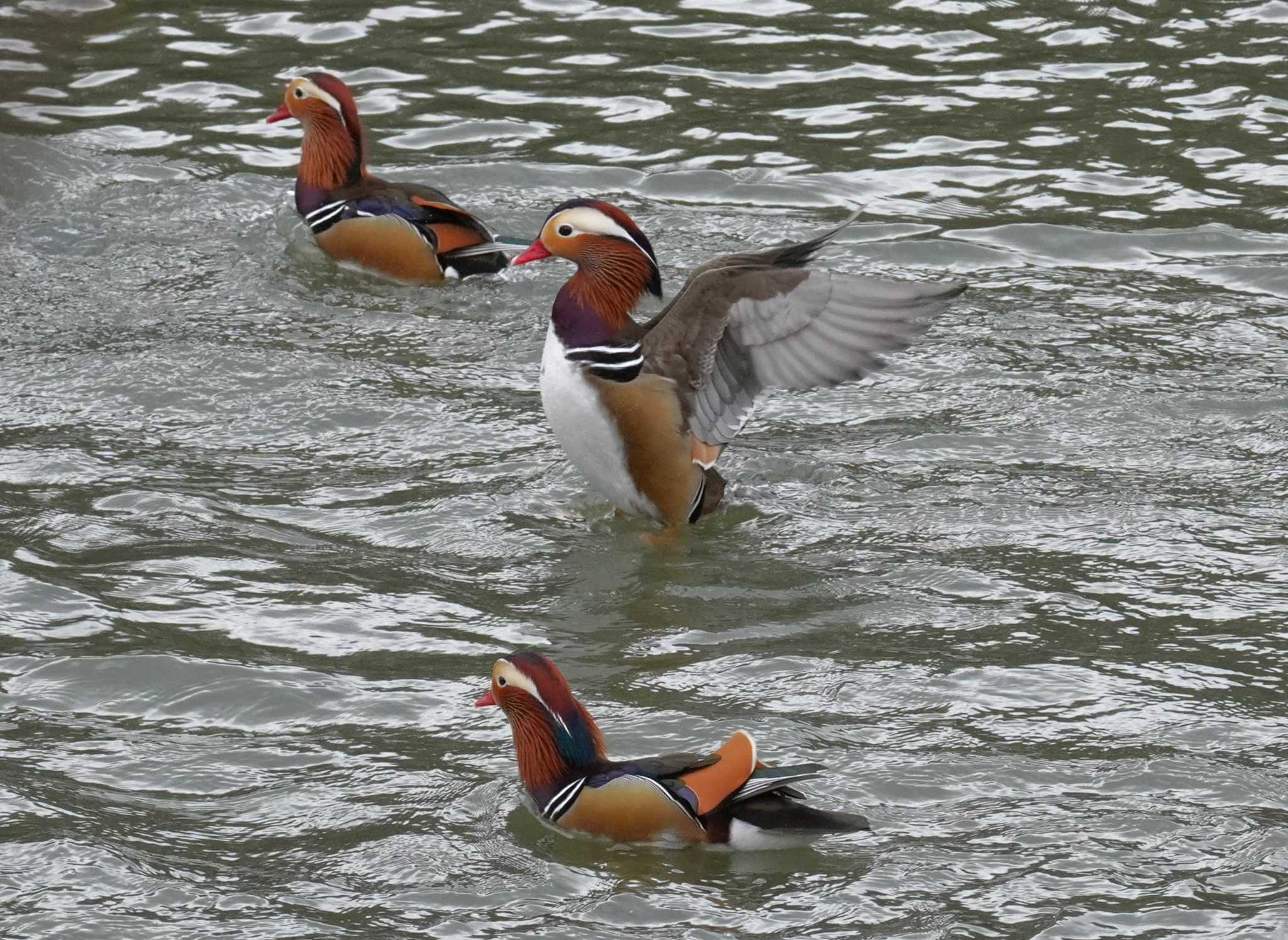 Mandarin Duck