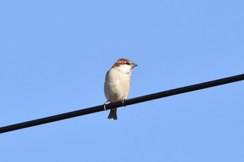 Russet Sparrow Unknown Spots Mon, 10/29/2018