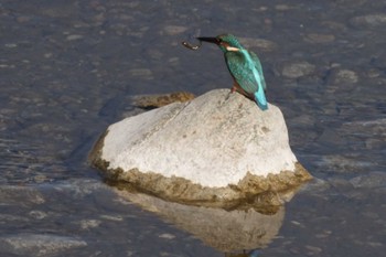 Common Kingfisher 浅川（高幡不動駅～百草園） Sat, 1/27/2024