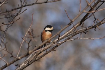 Varied Tit 平山城址(平山城址公園) Sat, 1/27/2024