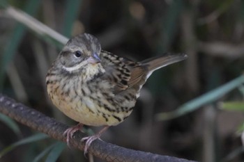 Masked Bunting 黒川清流公園 Sat, 1/27/2024