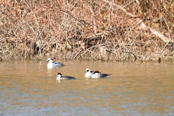 ミコアイサ 佐紀池 2024年1月24日(水)