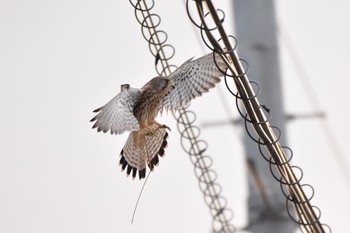 Common Kestrel Unknown Spots Mon, 11/5/2018