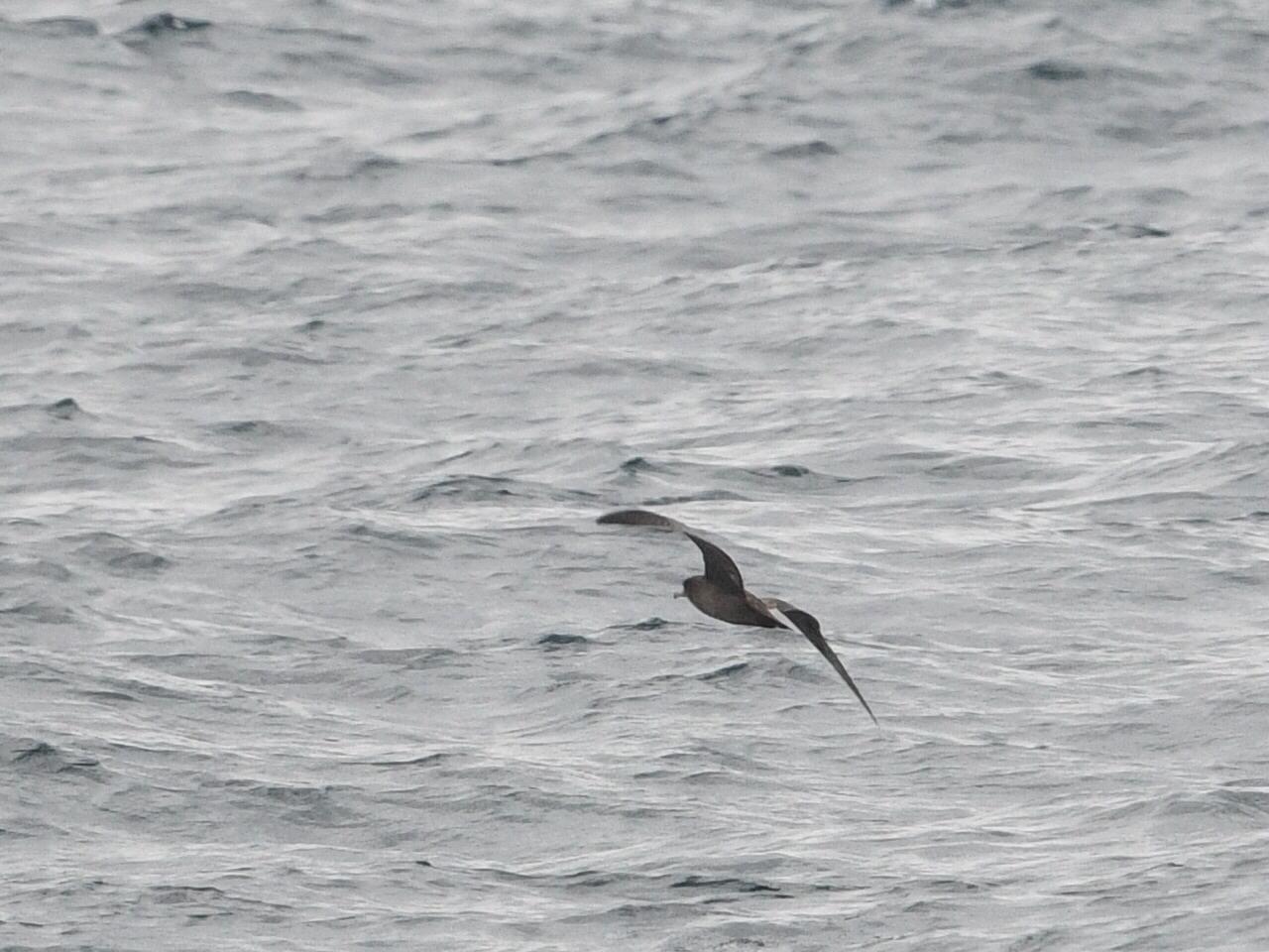 Photo of Flesh-footed Shearwater at Hegura Island by Yuki86