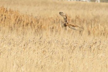 Eastern Marsh Harrier 涸沼 Tue, 1/9/2024